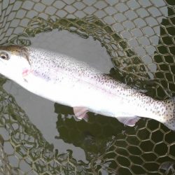 大安トラウトレイク 釣果